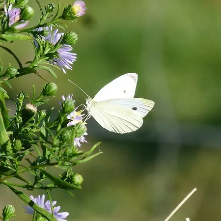 Le Ru Du Passage サルト・レ・スパ